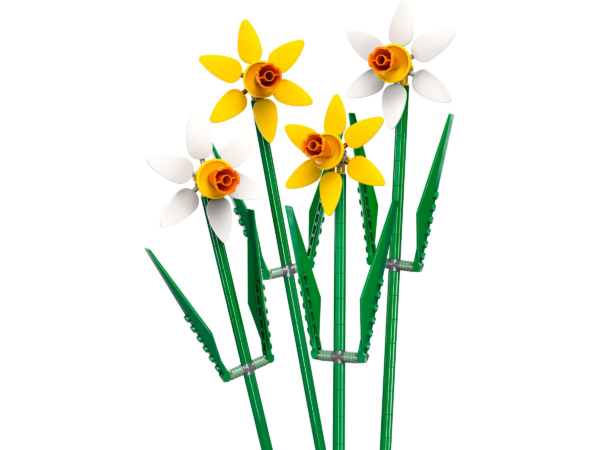 Narcissen